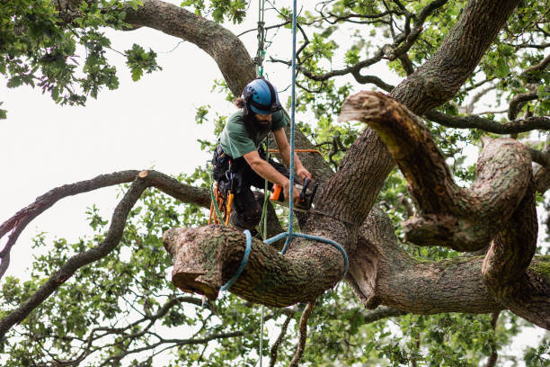 Tree Care