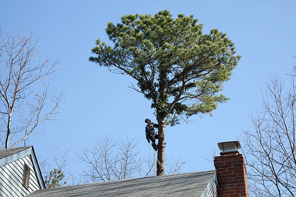 Best Tree Maintenance Programs  in Hatboro, PA