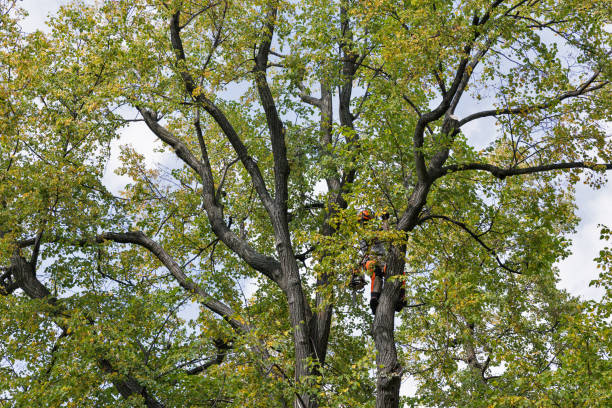 Best Fruit Tree Pruning  in Hatboro, PA